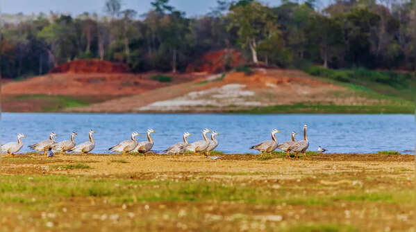 Walking safari