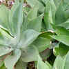 Agave