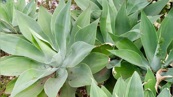 Agave
