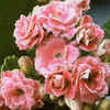 Kalanchoe
