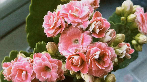 Kalanchoe