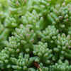 Sedum (Stonecrop)