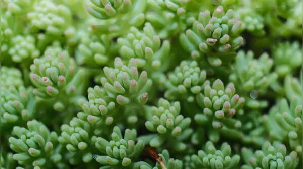 Sedum (Stonecrop)