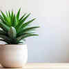Haworthia