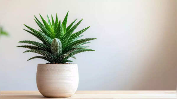 Haworthia