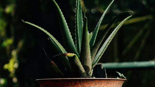 Aloe Vera