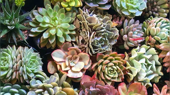 8 beautiful succulents to brighten up your balcony garden
