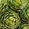 Artichoke