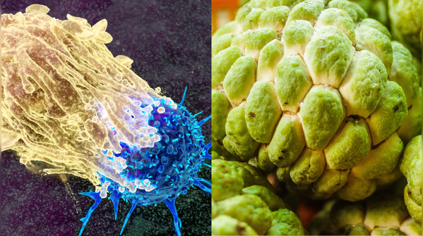 Promising anti-cancer properties