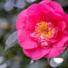 Camellias (Camellia japonica)