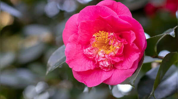 Camellias (Camellia japonica)