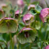 Hellebores (Helleborus orientalis)