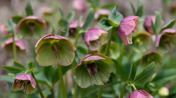 Hellebores (Helleborus orientalis)