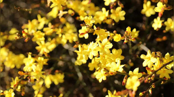 Winter Jasmine (Jasminum nudiflorum)