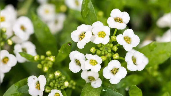 Sweet Alyssum (Lobularia maritima)
