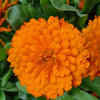 Calendula (Calendula officinalis)