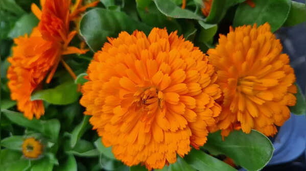 Calendula (Calendula officinalis)
