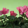 Cyclamen (Cyclamen persicum)