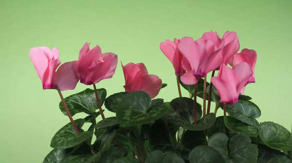 Cyclamen (Cyclamen persicum)