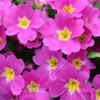Primroses (Primula vulgaris)