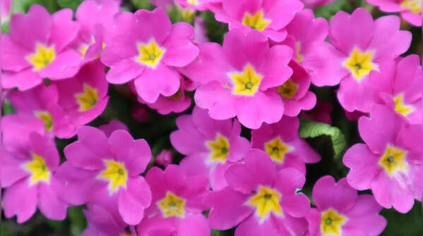 Primroses (Primula vulgaris)