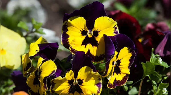 Pansies (Viola tricolor var. hortensis)