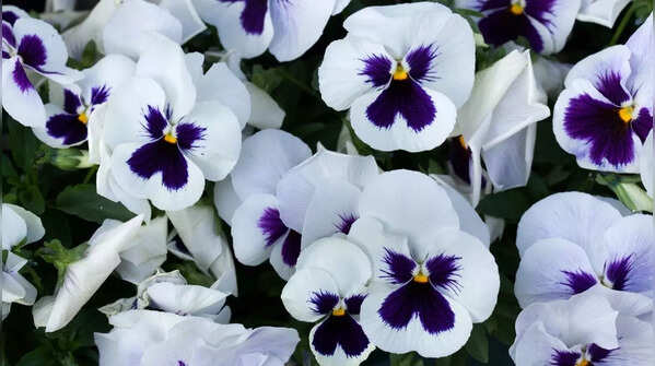 9 colourful winter flowers for balcony garden that bloom in January