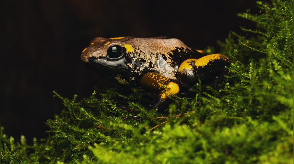 Complex reproduction and parental care