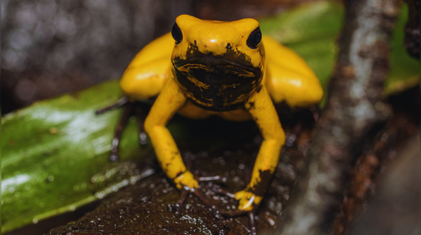 Four distinct colour morphs