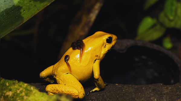 Size, colour, and a deadly warning