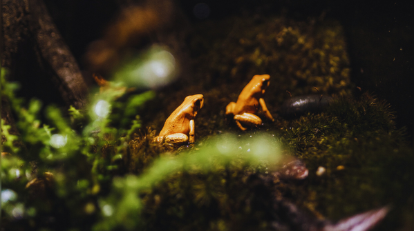 Colombia’s Rainforests: The frog’s only home