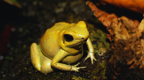 A species discovered through rigorous research