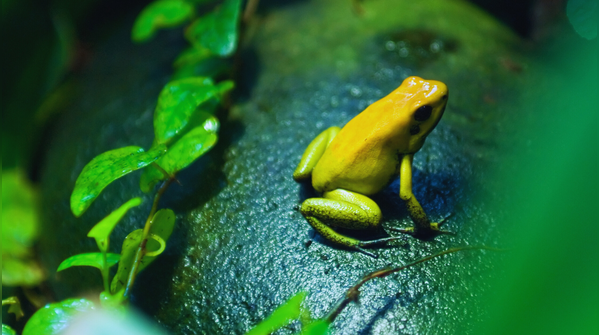 Meet the Golden Poison Frog