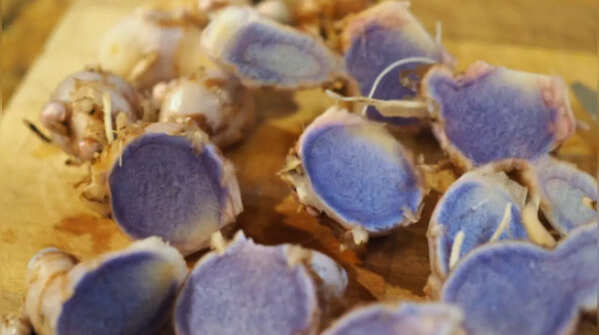 Uses of blue turmeric