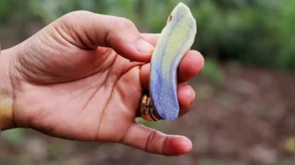 Where is it grown?