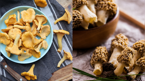 Chanterelles and Morels