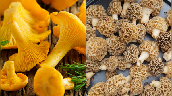 Best mushroom varieties for vitamin D