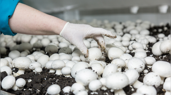What determines the vitamin D content of mushrooms