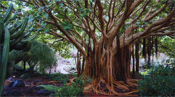 10 oldest trees in the world that are still living and where can they be found