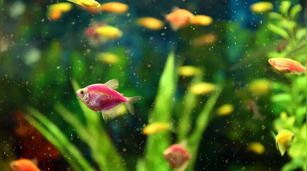 Overcrowding