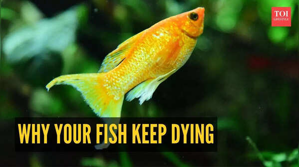 Why does your fish keep dying