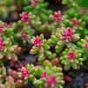 Sedum (Stonecrop)