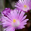 Oscularia (Oscularia deltoides)