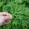 Mugwort
