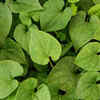 Heartleaf