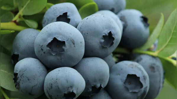 Prune for healthy growth