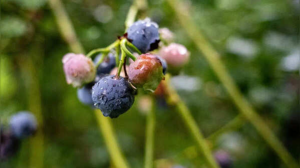 Water regularly but avoid overwatering