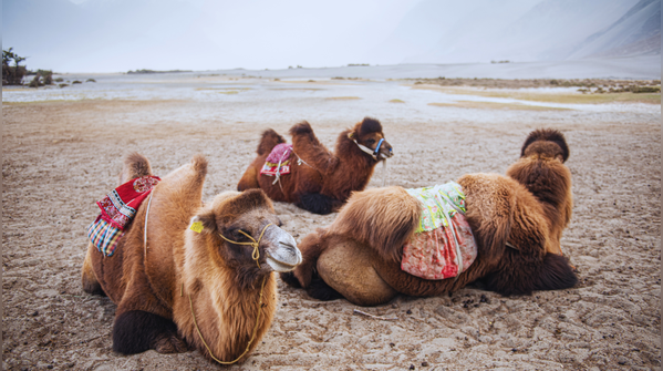 Nubra Valley (–15°C)