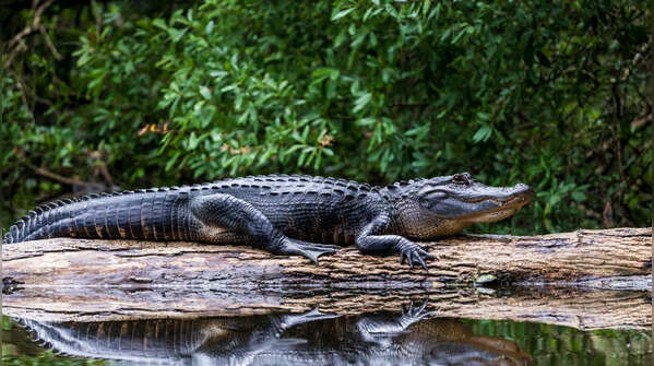 Alligator