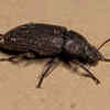 Darkling Beetle